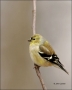 American-Goldfinch;Goldfinch;Carduelis-tristis;one-animal;close-up;color-image;n